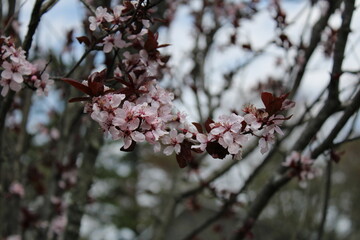 branch of cherry tree