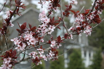 branch of cherry tree