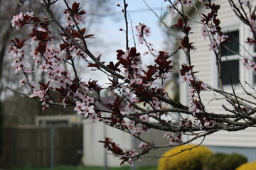 branch of cherry tree