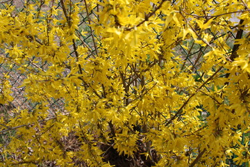 Yellow flowering plant