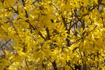 Yellow flowering plant