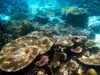 Naklejka na ściany i meble Coral landscape, Raja Ampat Archipelago, Western Indonesia