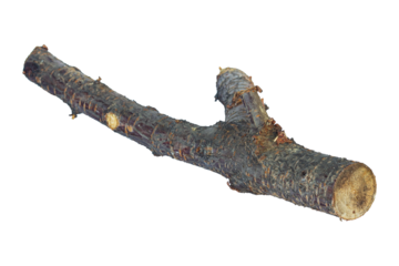 log, log wood, saw cut stick isolate	