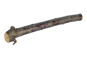 log, log wood, saw cut stick isolate	