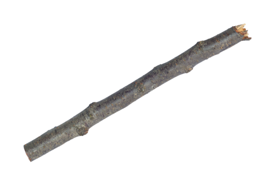 log, log wood, saw cut stick isolate	