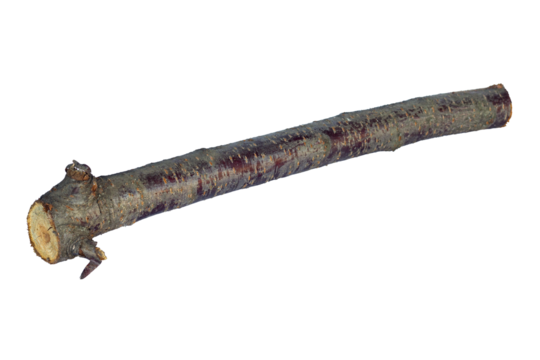 log, log wood, saw cut stick isolate	