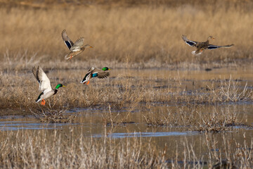Mallard ducks flying in flight