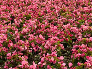 Beautiful white flowers (Begonia) under the sun