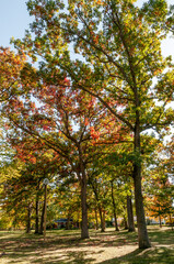 Naklejka premium Oak Trees Changing Color In Fall
