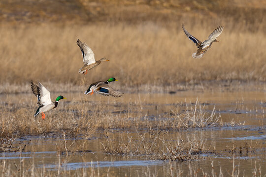 Mallard ducks flying in flight