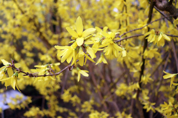 Yellow blooming Forsythia flowers in spring close up. It is an ornamental deciduous shrub of garden origin. Border forsythia is an ornamental deciduous shrub of garden origin.