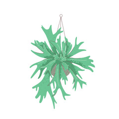 Illustration of Platycerium plant in pot on white