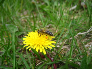 Yellow dandelion with a bee. Bee collecting nectar from a dandelion flower. Close-up flower and bee in a meadow