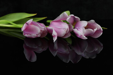 Fototapeta premium black mirror background with pink tulips and copy space