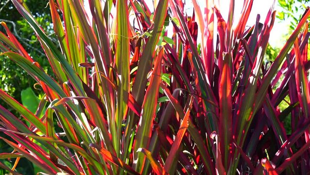 Phormium Guardsman (Also called New Zealand Flax, Hemp, Flax Lily) plant. It can grow to at least 6 feet tall. The leaf-fans are narrow, the leaves quite straight and rigid