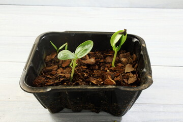 plant propagating from seeds in pot in potting soil for cultivation in garden
