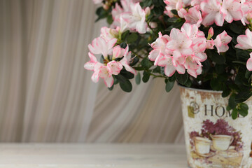 abstract beige background with pink azalea blossom and copy space