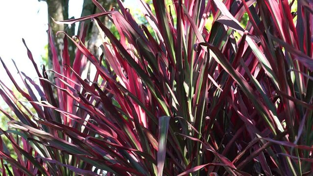 Phormium Guardsman (Also called New Zealand Flax, Hemp, Flax Lily) plant. It can grow to at least 6 feet tall. The leaf-fans are narrow, the leaves quite straight and rigid