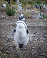 Naklejka premium Magellenic penguin i