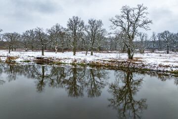 panorama of river on a winter day overlooking the oak grove