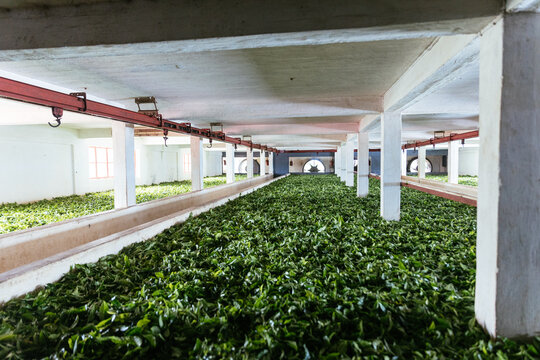 Fermentation of green tea leaves in a factory in Mauritius, Bois Cheri.  Tea production. Special room for drying tea tree leaves. Tropical agriculture.