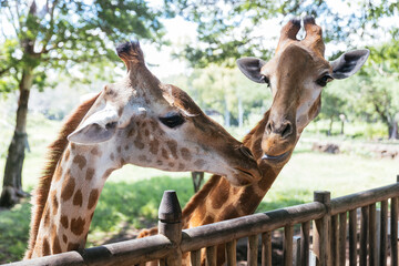 Close-up of two giraffes in front of green trees. Feeding giraffes in tropical safari park during summer vacation in Mauritius. 