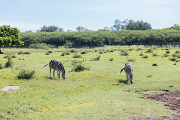 Zebra on grassland, safari with zebras in the Casela park, Mauritius island, Africa.
