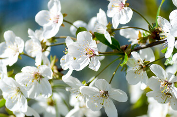 Fototapeta premium cherry tree blossom on the background of the blue sky