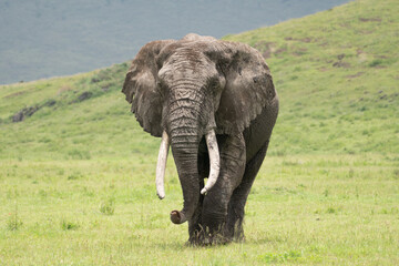 Large, muddy elephant walks through the grass in Ngorongoro Crater Tanzania