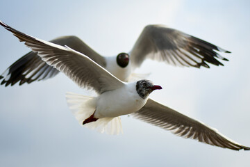 seagull in flight