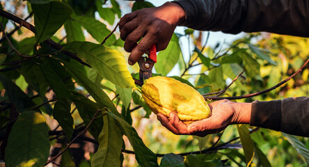 The hands of a cocoa farmer use pruning shears to cut the cocoa pods or fruit ripe yellow cacao...