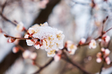 Spring, unexpected cooling. Snow on a blossoming apricot tree. Focus on flowers. Close-up