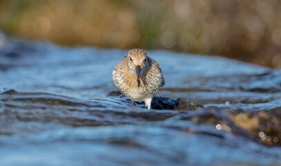 Dunlin - young bird at a seashore on the autumn migration way