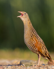 Corn crake - male bird at a meadow in the beginning of the summer