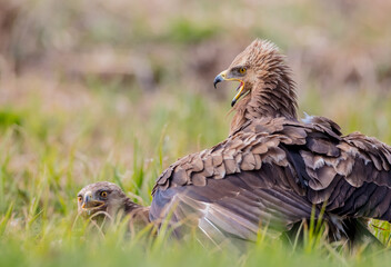 Lesser spotted eagle - pair of birds in spring
