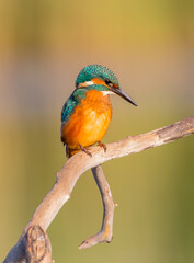 Common Kingfisher - at a wetland in summer
