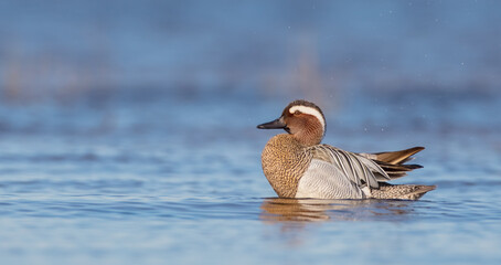 Garganey - male at a wetland in spring