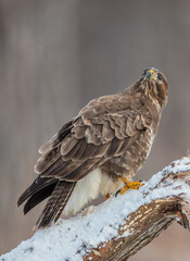 Common Buzzard in early spring at a wet forest