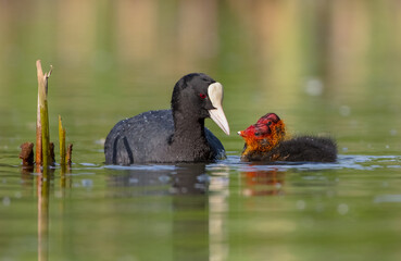 Eurasian coot - adult bird with juveniles in spring