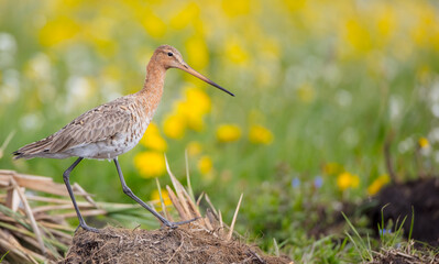 The black-tailed godwit - adult bird at a wet fields in late spring