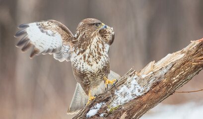 Common Buzzard in early spring at a wet forest