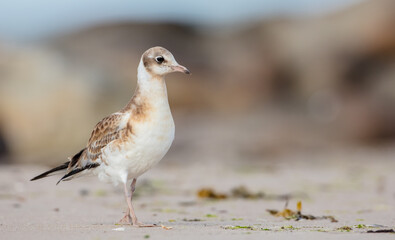 Black-headed Gull - juvenile bird on a sea cost 