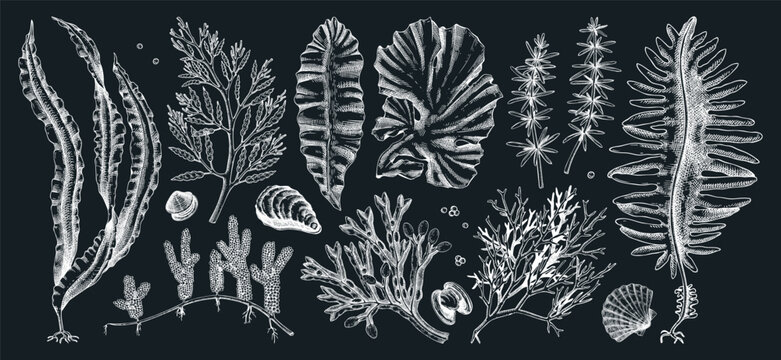 Edible seaweed collection on chalkboard. Hand-drawn sea vegetables - kelp, kombu, wakame, hijiki  drawings. Underwater algae sketches for Japanese cuisine menu or healthy food ingredients design