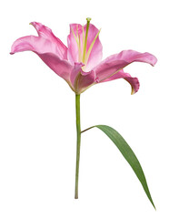 Pink lily flower on transparent background - 589603067