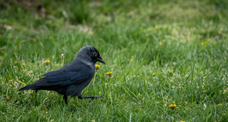 Black crow walking on grass shot with Sony 200-600mm lens