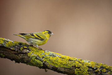 Bird Siskin Carduelis spinus male, small yellow bird, winter time in Poland Europe