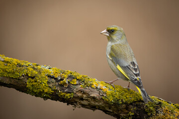 The European greenfinch Chloris chloris or common greenfinch songbird small yellow bird on blurry background