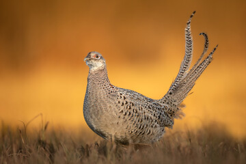 female Common pheasant Phasianus colchius Ring-necked pheasant in natural habitat, grassland in early spring