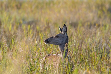 Rotwildtier im Einstand