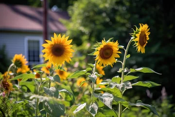 Schilderijen op glas Sunflowers in the garden © Asa